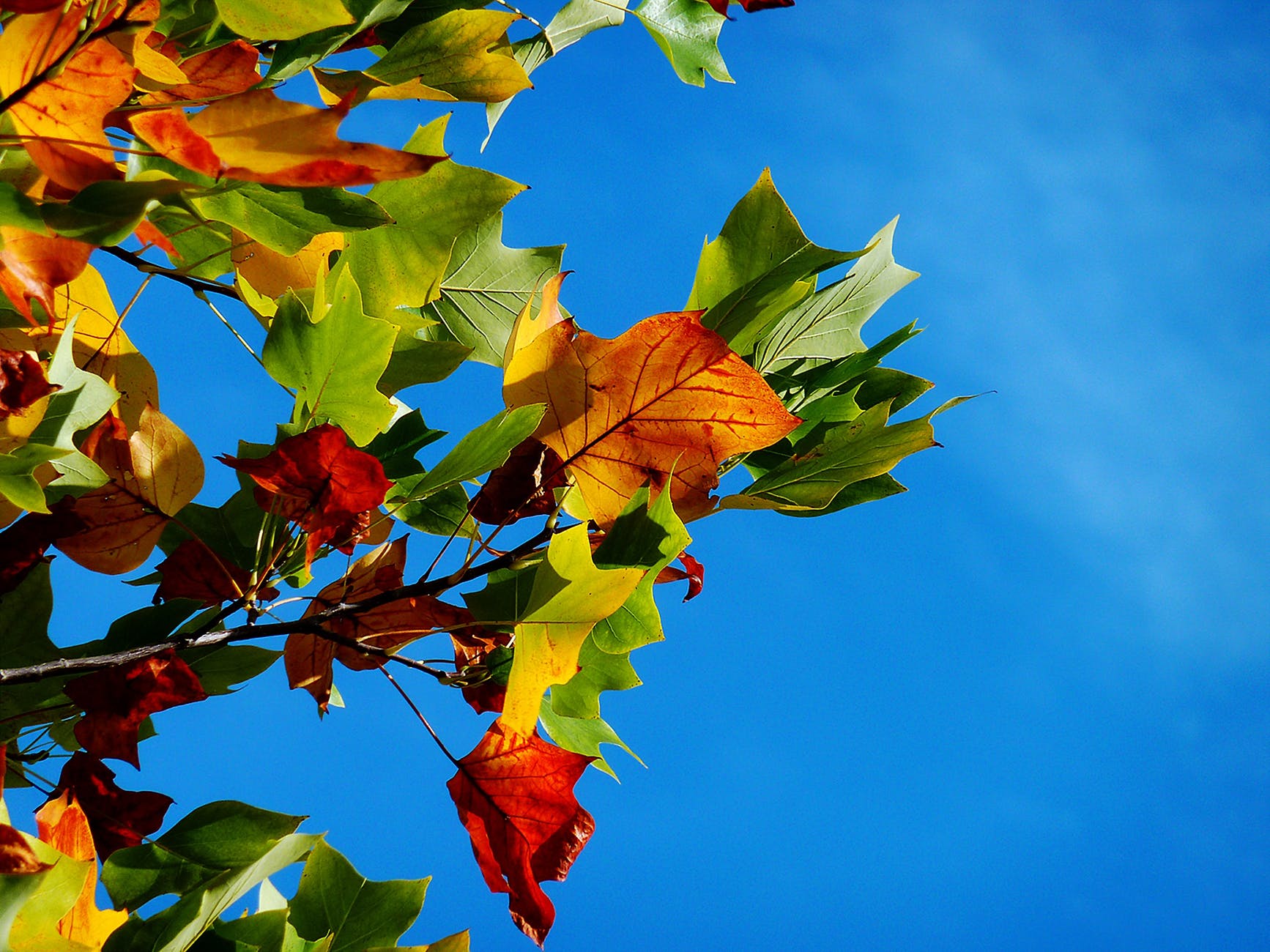 Autumn Tarot Reading